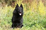 SCHIPPERKE 422